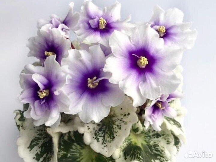 Лист фиалки