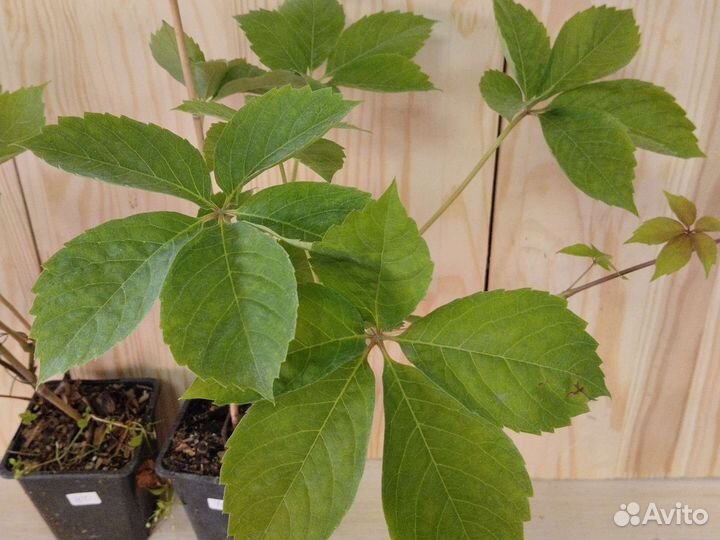 Девичий виноград вариегатный, жёлтый