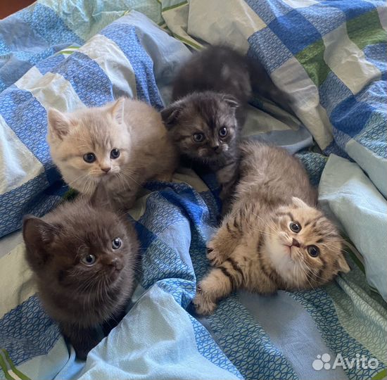 Котята шотландцы