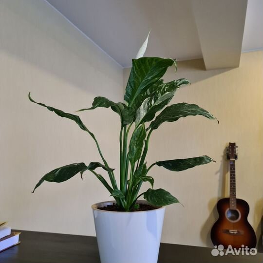 Спатифиллум Диамант или 