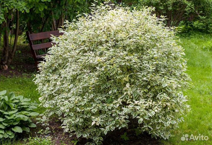 Дерен элегантиссима