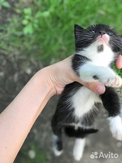 Кошка в дар