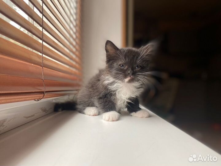 Кошки в добрые руки бесплатно