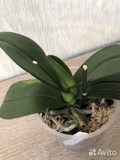 Фаленопсис Ever spring king ES трилипс