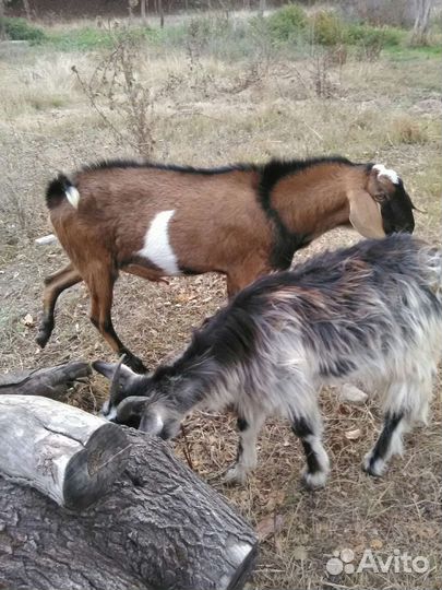 Племенной козел и кастрирован ный козлик