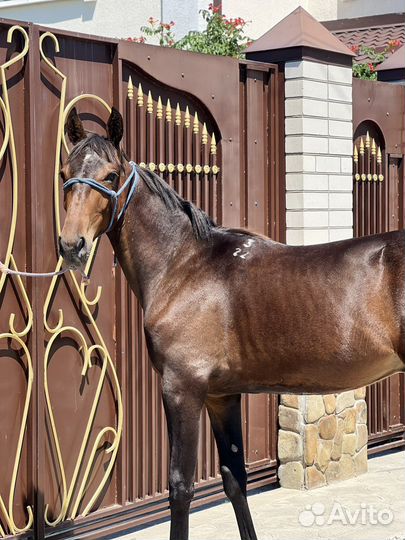 Кабардинский жеребчик