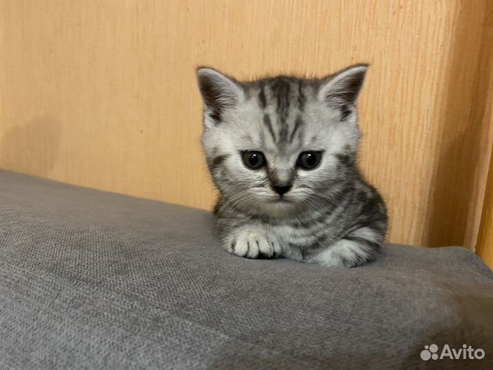 Шотландские котята
