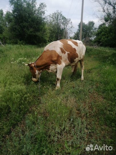 Продается корова