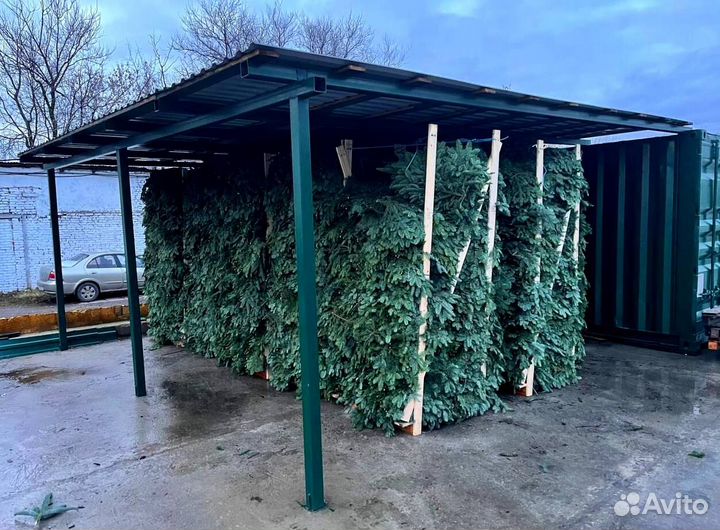 Новогодние еловые ветки лапник Нобилиса/Нордмана и