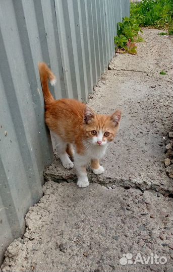Котенок ищет дом