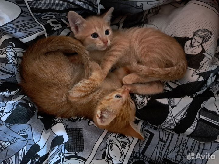 Донской сфинкс браш котята