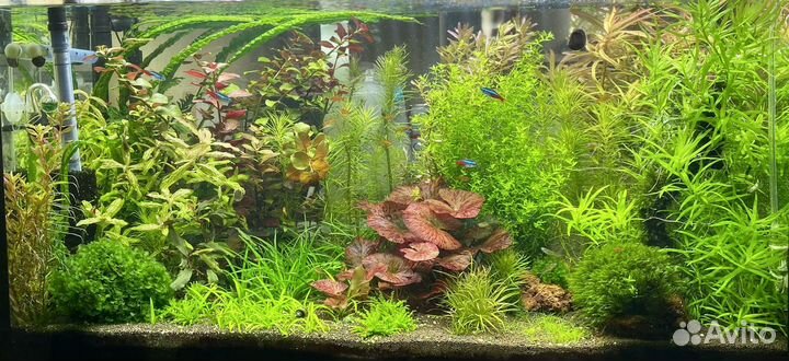 Аквариумные растения