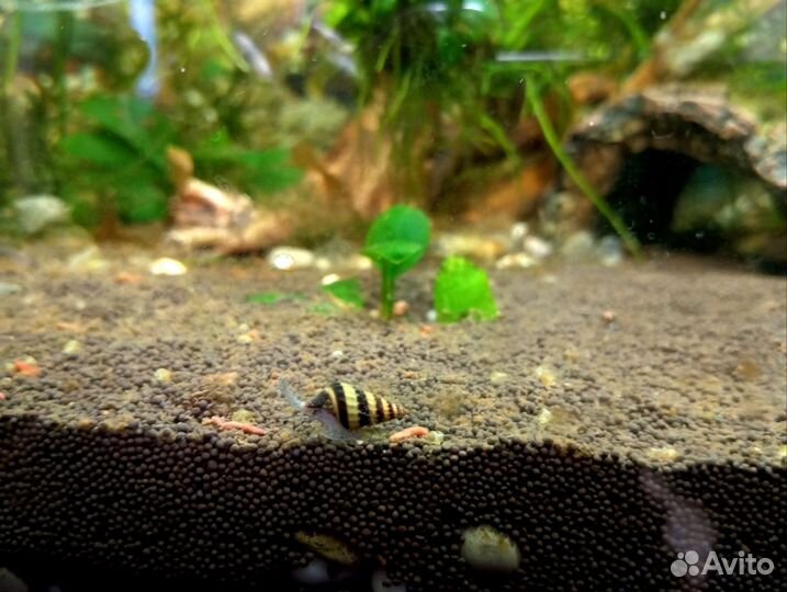 Улитки хелены