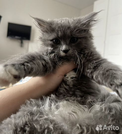 Котенок