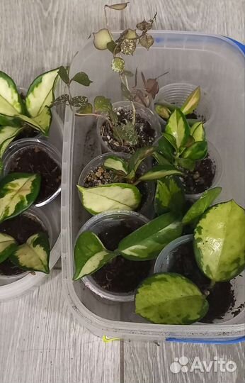 Хойки,разные