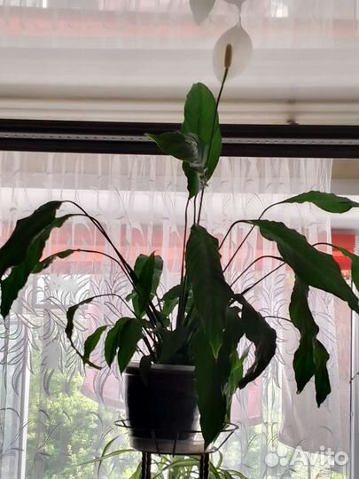 Спатифиллум