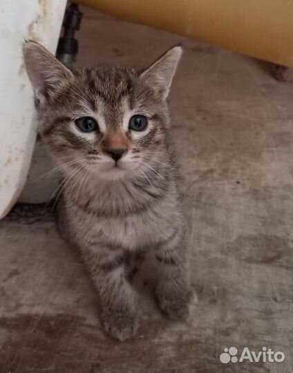 Сибирская кошка бесплатно