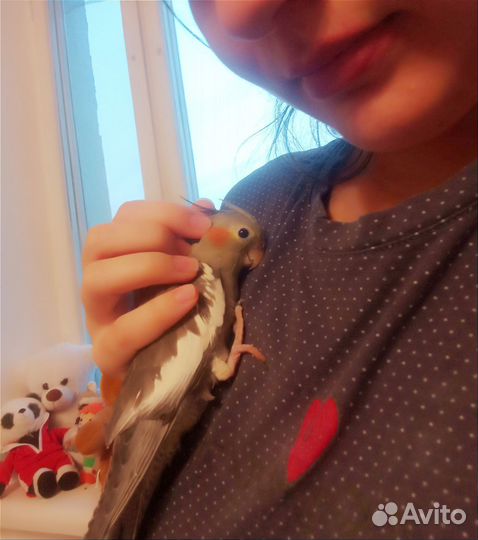 Попугай корелла птенец девочка