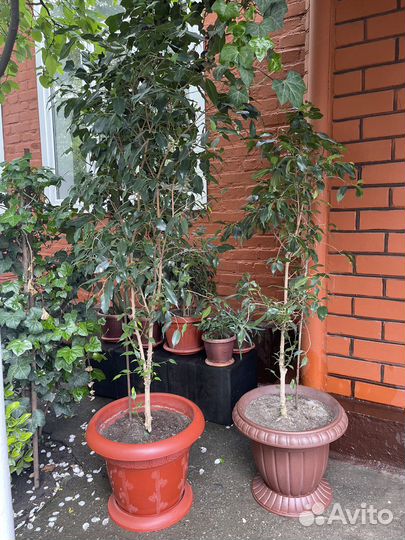 Комнатные растения