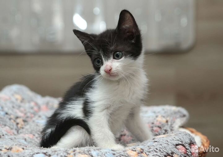 Котенок мальчик 2 мес