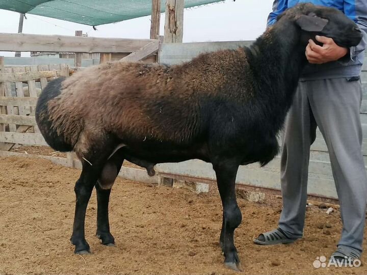 Баран гисарский