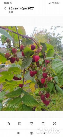 Саженцы ремонтантной малины