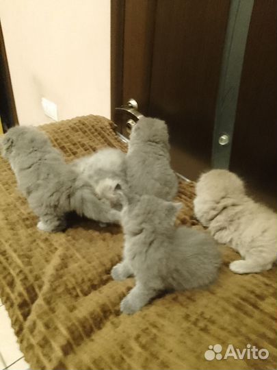 Британские котята