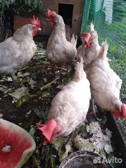 Куры несушки