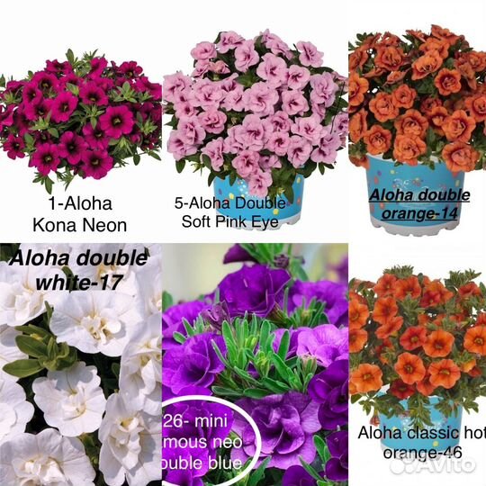 Калибрахоа