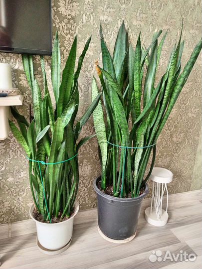 Сансевиерия