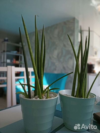 Сансевиерия цилиндрика