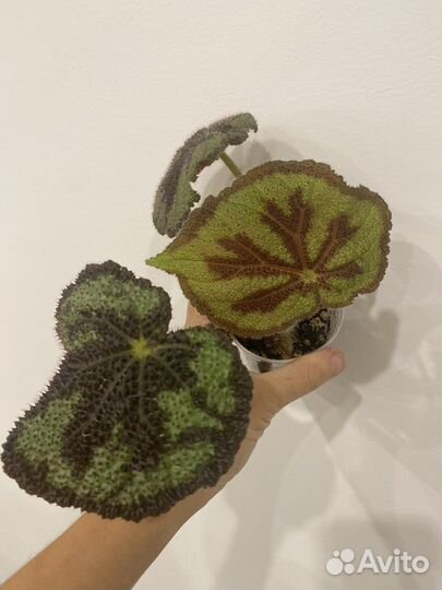 Бегония мэсона