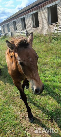 Продам лошадей