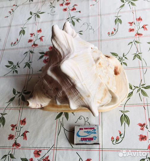 Ракушка гигант