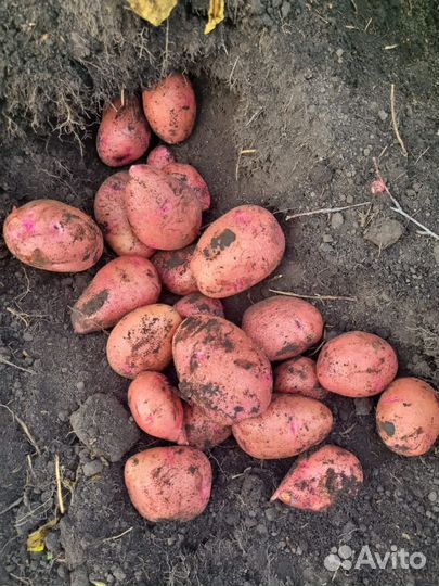 Картошка Капуста Лук только оптом продаем