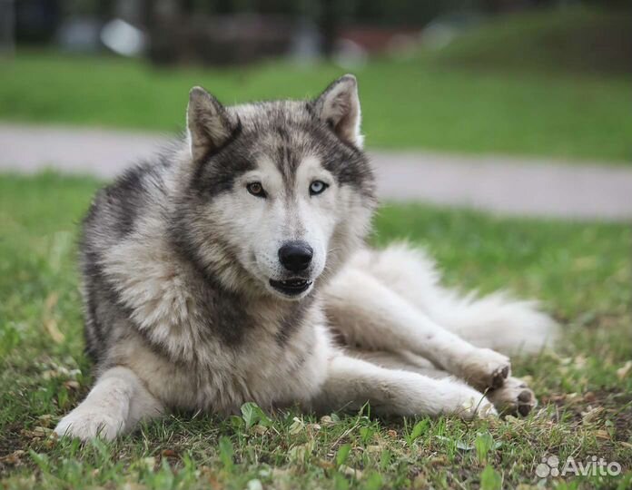 Хаски ищет дом