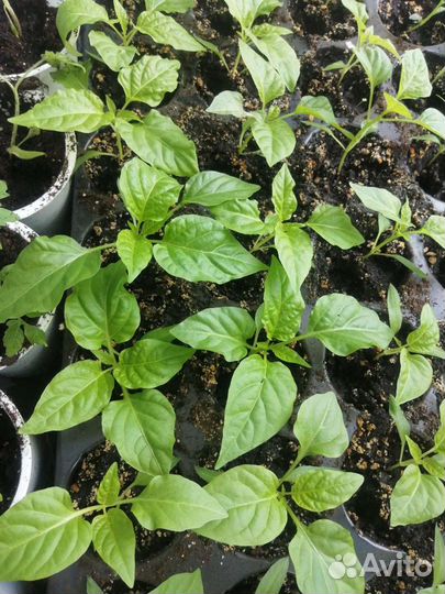 Многолетники, пряные травы