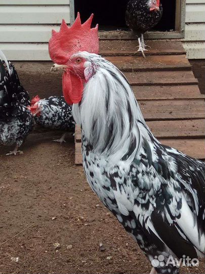 Инкубационное яйцо леггорн далматинец