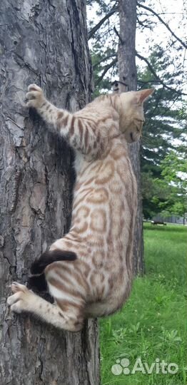 Бенгальские котята