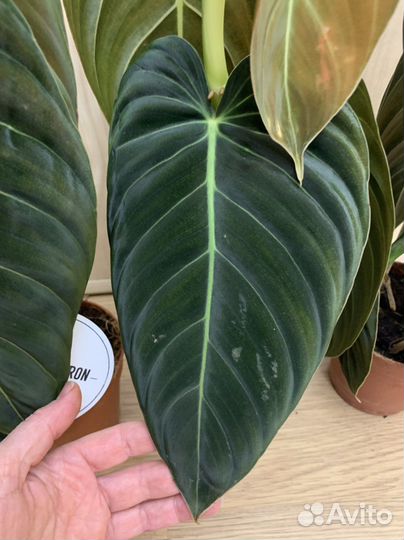 Филодендрон меланохризум