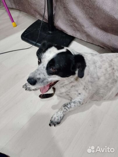 Собака в добрые руки