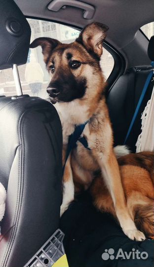 Красивый парень метис лайки Харви ждёт хозяина