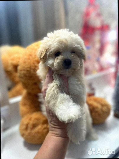 Мальтипу f1 мини девочка