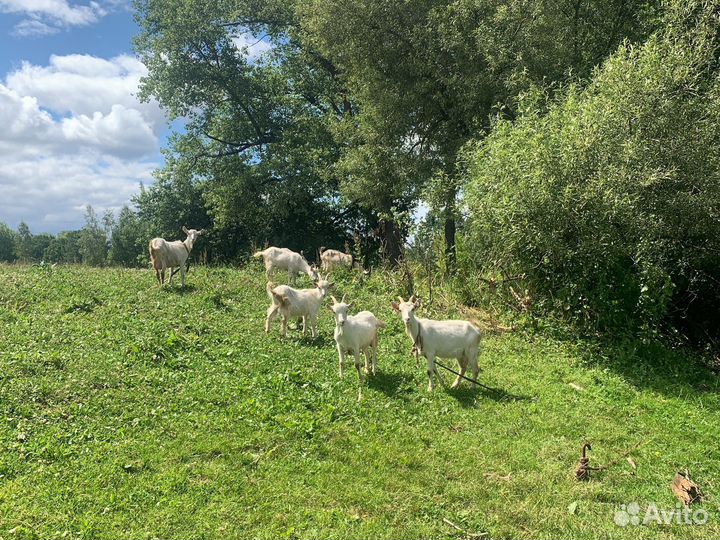 Продам козлят