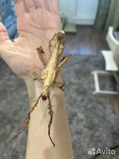 Австралийский палочник