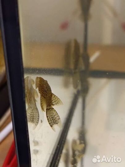 Анциструс сомик 4 мес