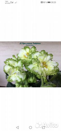 Фиалки сортовые