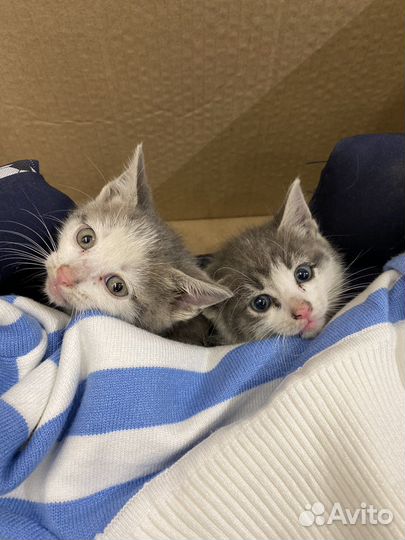 Котята