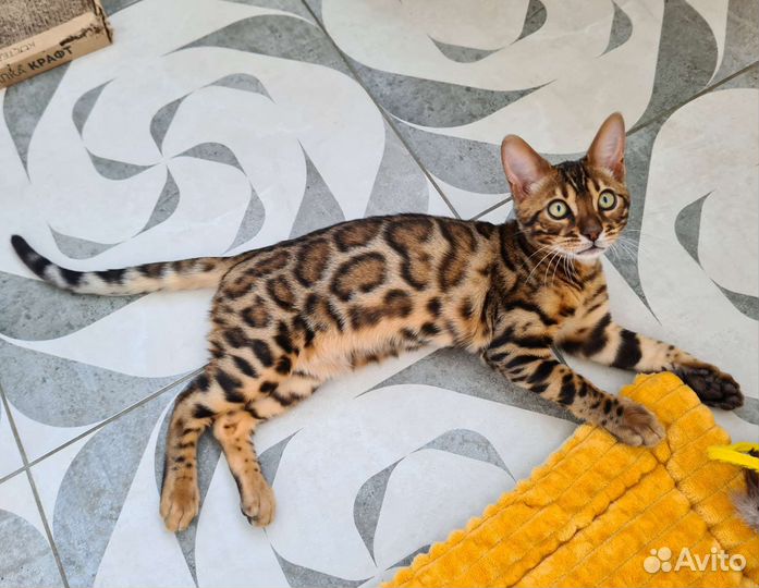 Бенгальский котенок