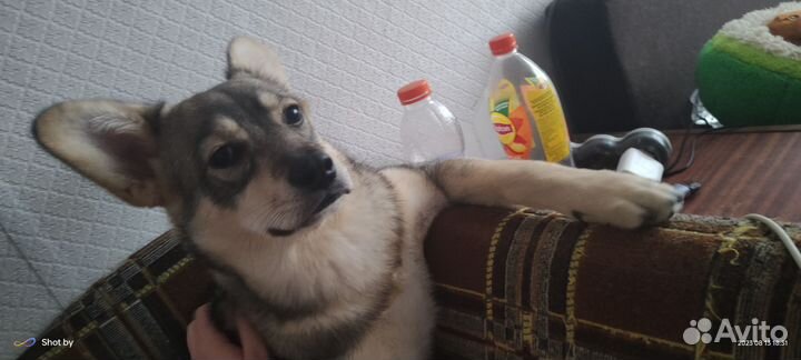 Собака в добрые руки